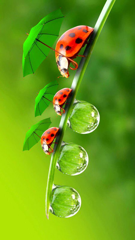 Beautiful Nature image