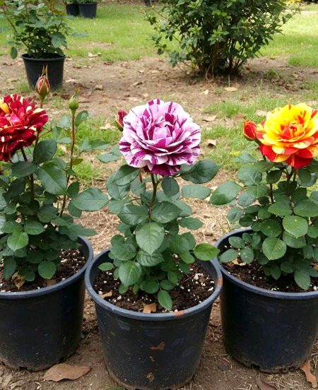 Beautiful Nature image