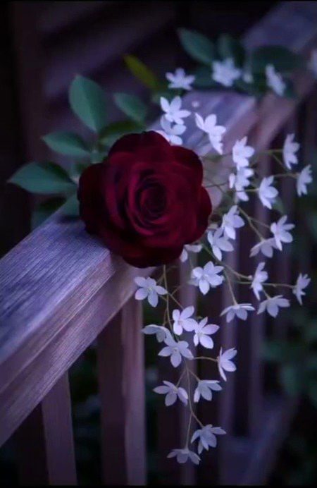 *ہمیشہ صبر اور  شکر ادا کیا کرو🫠*
*اللہ تعالیٰ نے تمہیں ہر نعمت سے نوازا ہے. ❤️ 💯*