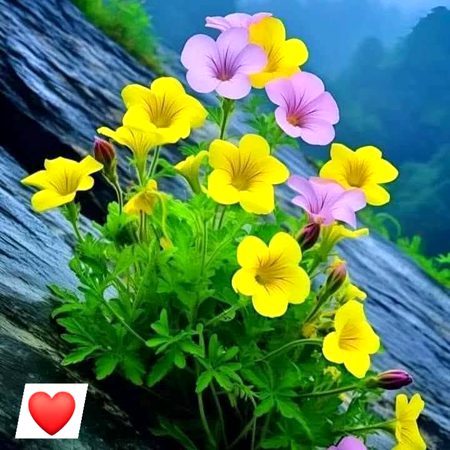 *دل تو چاہتا ہے،*
*بہت سارے پھول خریدوں*
*اور پھر انھیں*
*افسردہ لوگوں میں بانٹ دوں*
*تاکہ کچھ لمحے*
*وہ زندگی جی سکیں*
 *دل سے مسکرا سکیں!🌹💓