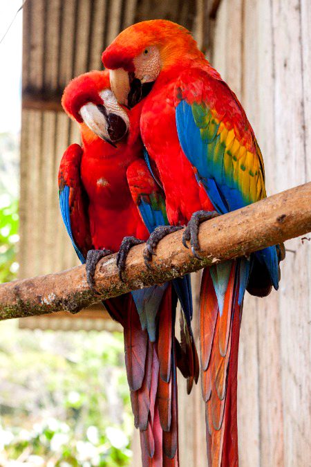 Beautiful Birds