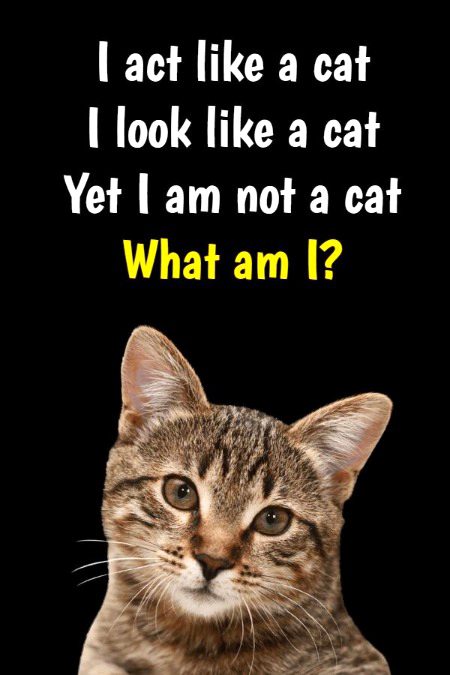 Riddles & Puzzles image
