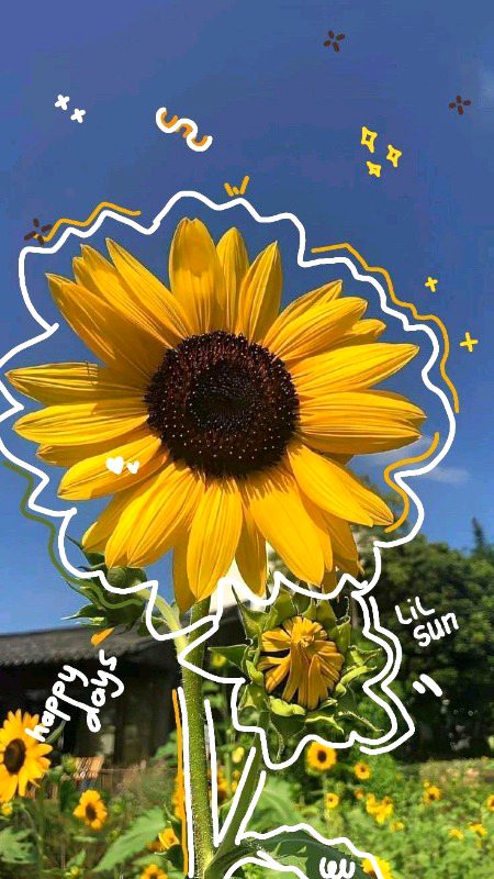 Beautiful Sun flowers