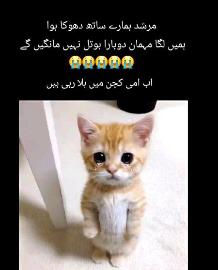 Memes & Satire image