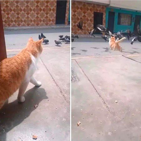 Memes & Satire image