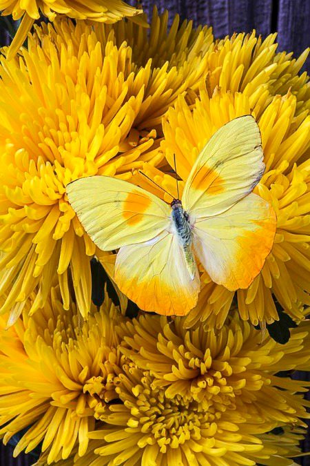 Beautiful Nature image