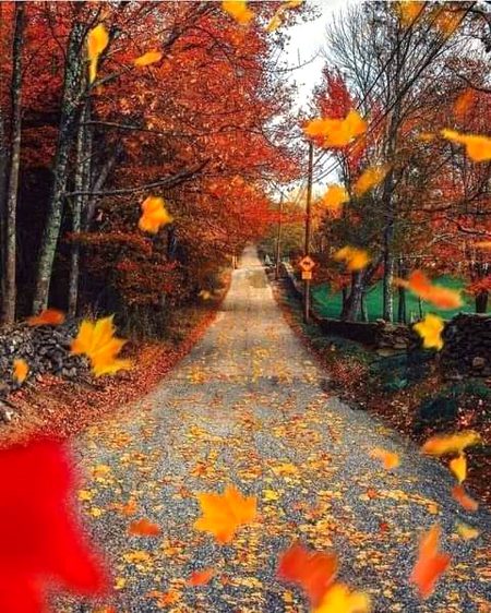 🍁گرتے پتے بتا رہے ہیں....
ساتھ جس کا بھی ہو ہمیشہ نہیں رہتا...🔥