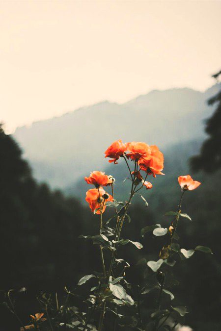Beautiful Nature image