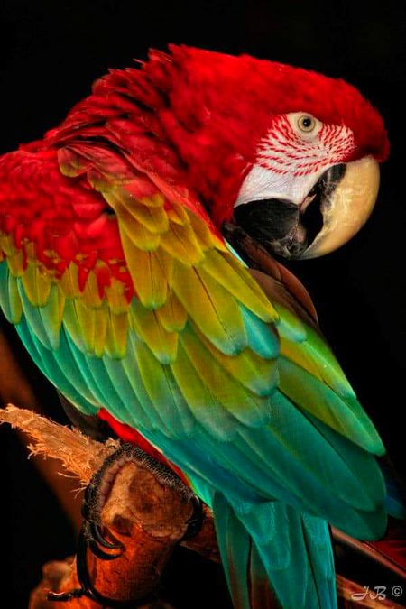 𝑩𝒆𝒂𝒖𝒕𝒊𝒇𝒖𝒍 𝑹𝒆𝒅 𝑳𝒐𝒓𝒚 🦜