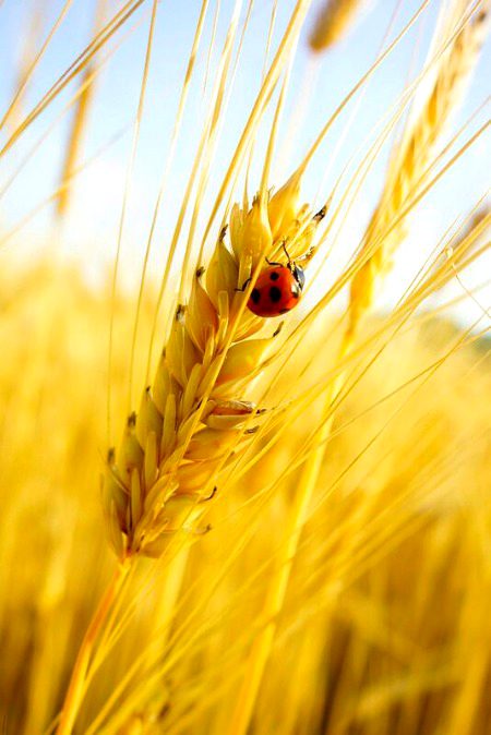 Beautiful Nature image