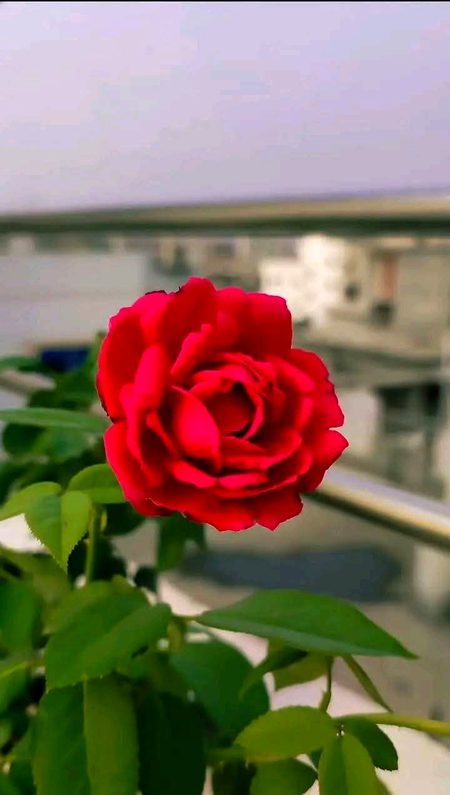 Beautiful Nature image