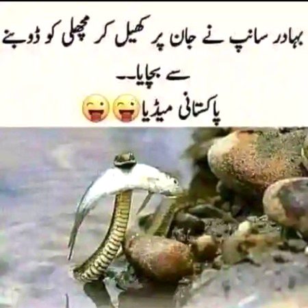 Memes & Satire image