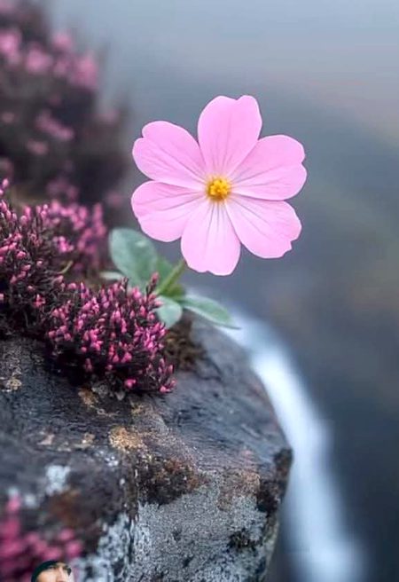 Beautiful Nature image