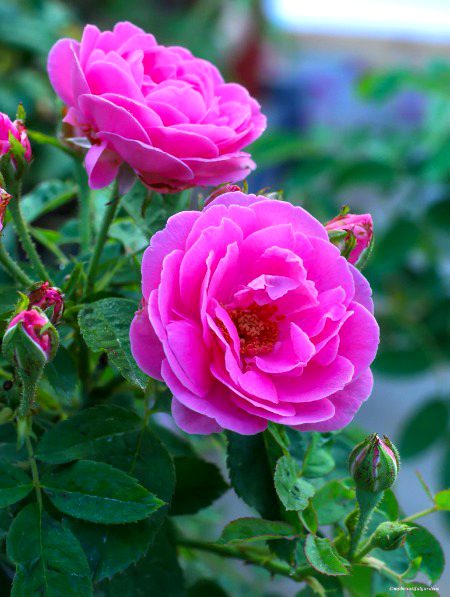 Beautiful Nature image