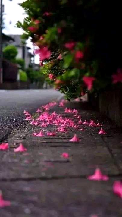 Beautiful Nature image