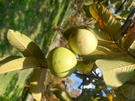 Beautiful Nature image