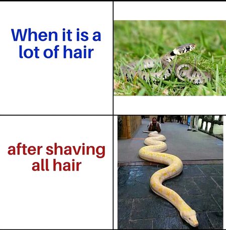 oh snake ⊙_⊙
