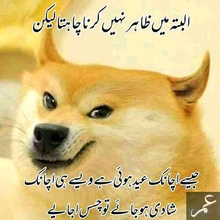 memes & satire 😶😶