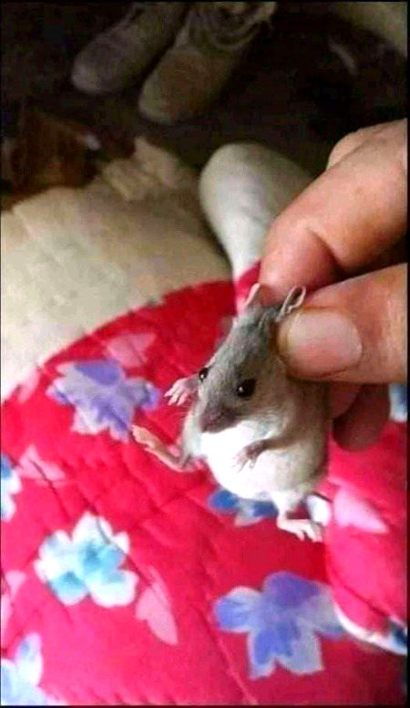 Ya har ghr ka مہمان