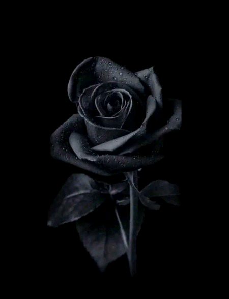 *"پسندیدہ انسان کی کمی.
🍁**تمام خوشیوں
اور
سکون کی قاتل ہوتی ہے🥺🥀*