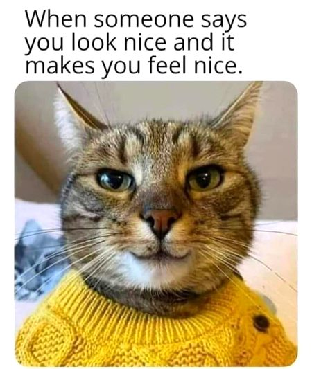 Memes & Satire image