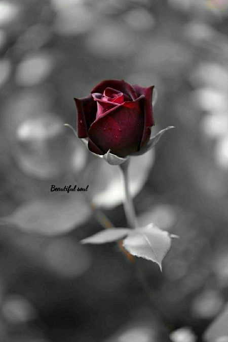 Beautiful Nature image