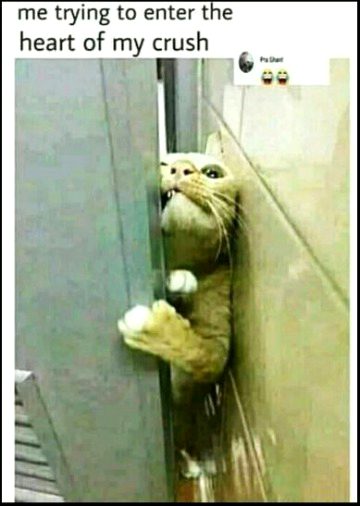 Memes & Satire image