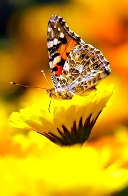 Beautiful Nature image