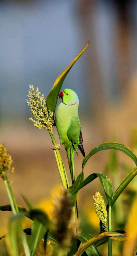 Beautiful Nature image