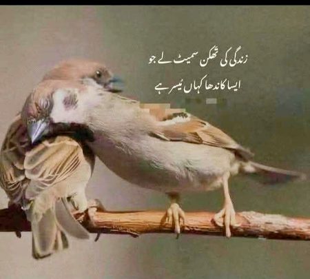 زندگی کی تھکن سمیٹ لے جو
 ایسا کاندھا کہاں میسر ہے۔۔!!🌹
