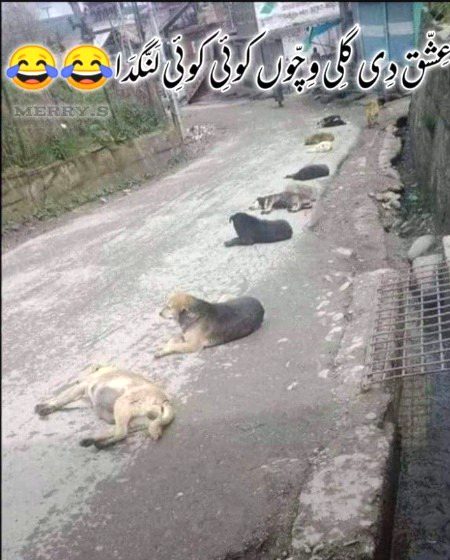 Memes & Satire image