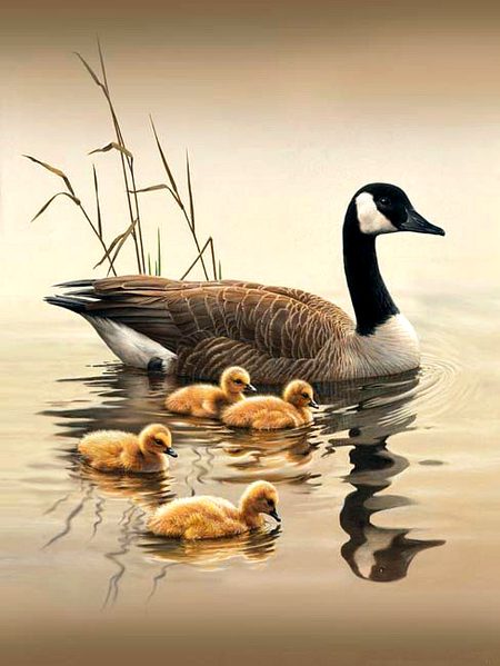 Beautiful Nature image