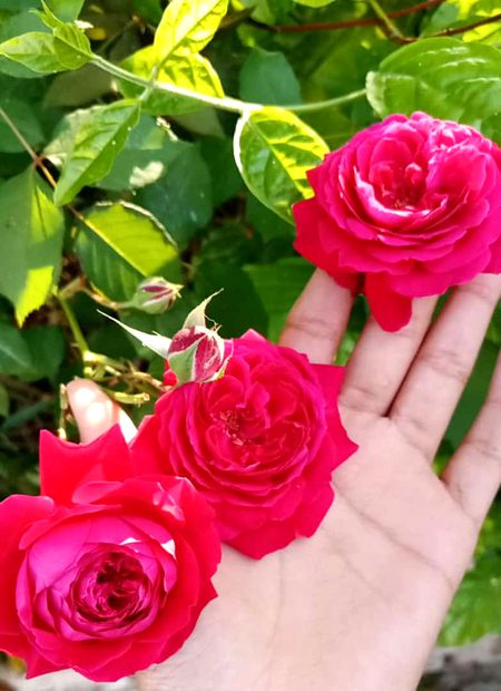 Beautiful Nature image