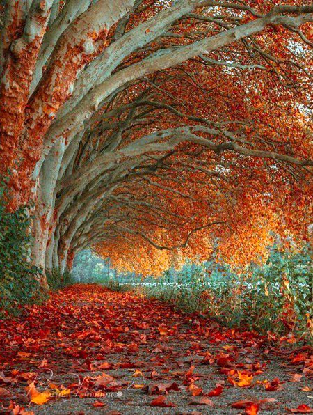 Beautiful Nature image