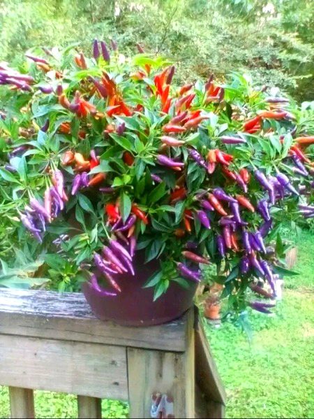 Beautiful Nature image