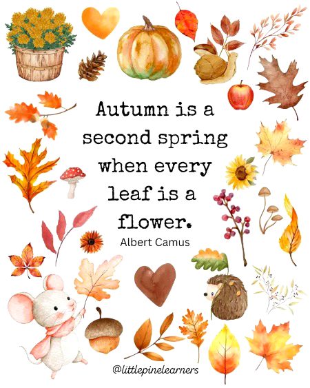 Colours of Autumn 🍁