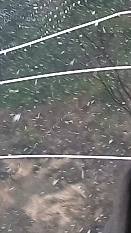 Snowflakes 🌨️🌨️