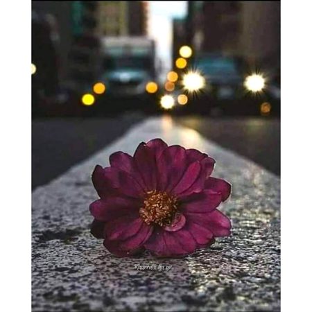 نہ کسی کی دید ہوئی نہ کسی سے گلے ملے **
کیسی خاموش عید تھی جو آئی اور چلی گئی**😒💔🍂