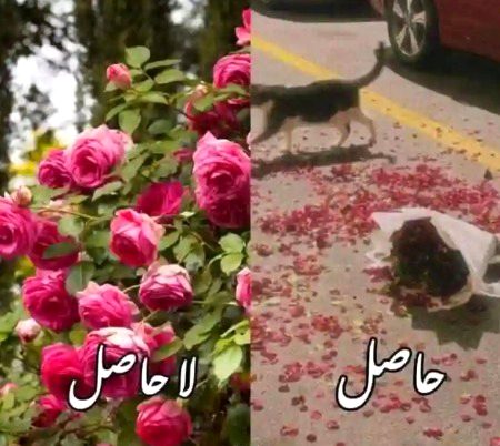 Memes & Satire image