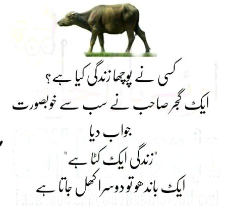 Memes & Satire image