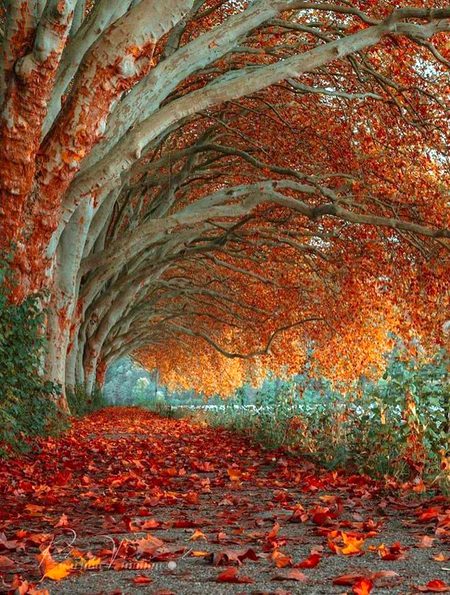 Beautiful Nature image
