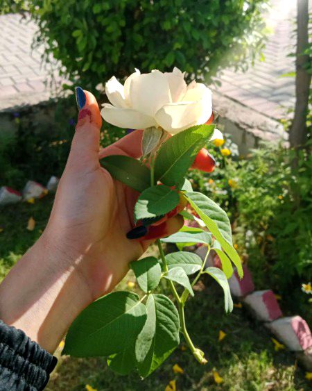 Beautiful Nature image