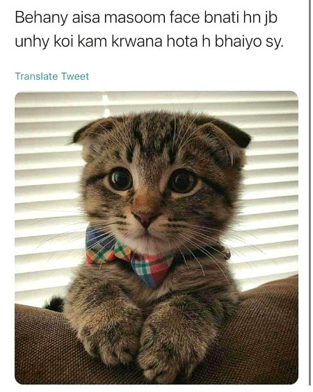 Memes & Satire image