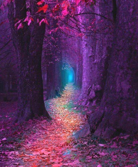 Enchanted path in Sarajevo, Bosnia 💜💜💜💜