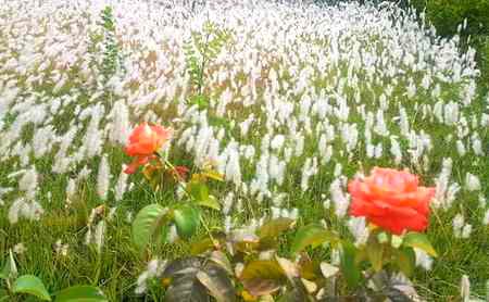 Beautiful Nature image