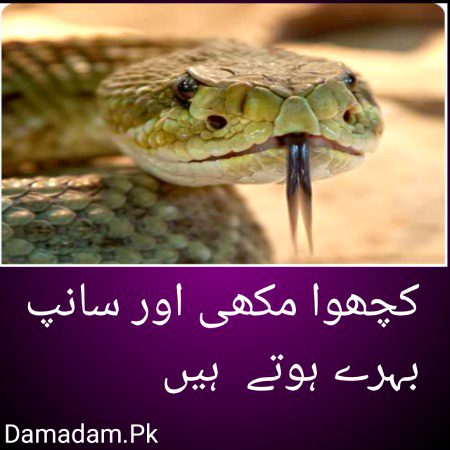 Damadam.Pk