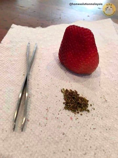 🍓🔧⛏️🩹👀.,.,.,