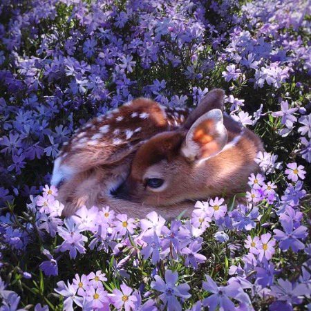 Beautiful Nature image