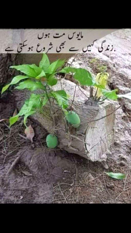 Motivational Quotes image