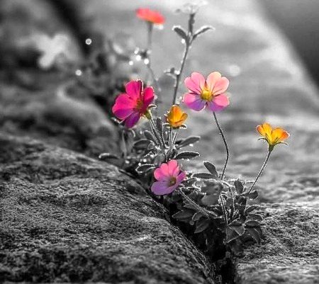 اور ہر تلخ لمحہ گزر جائے گا جیسے پچھلا گزرا
اللہ غم کے بعد خوشیاں بھیجتا ہے🍁